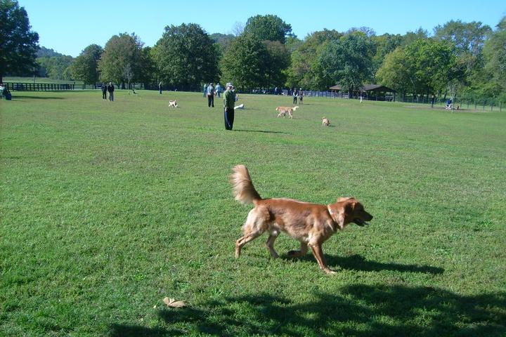 Edwin Warner Dog Park dog park